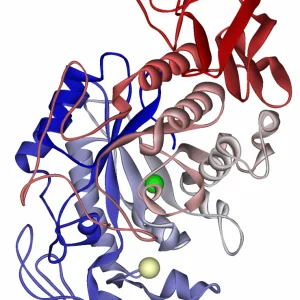 Amylase
